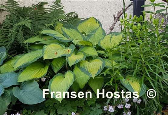 Hosta Paul's Glory